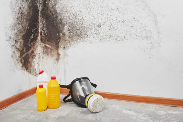 Mold Testing and Removal in East York, PA