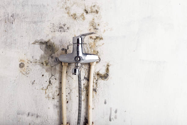 Best Mold Removal Near Me  in East York, PA