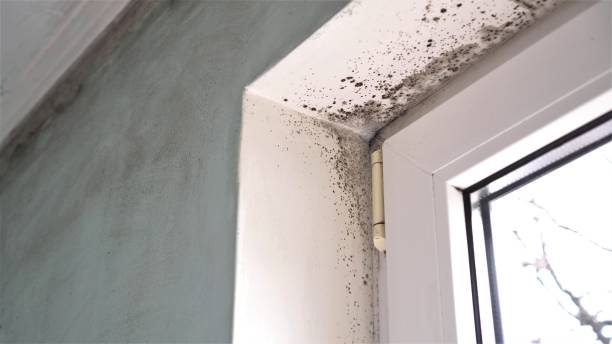 Best Commercial Mold Removal  in East York, PA
