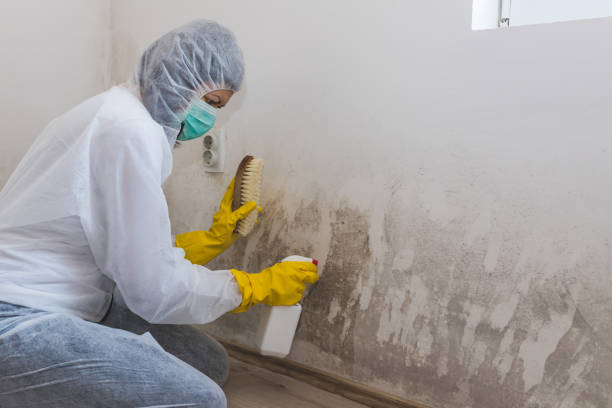 Best Professional Mold Removal  in East York, PA