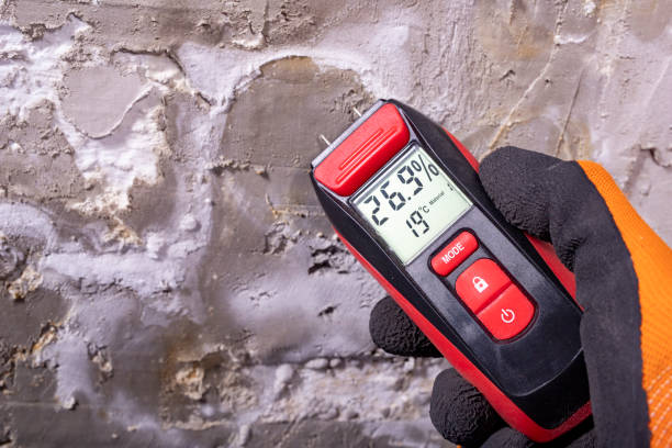 Best Best Mold Removal Companies  in East York, PA