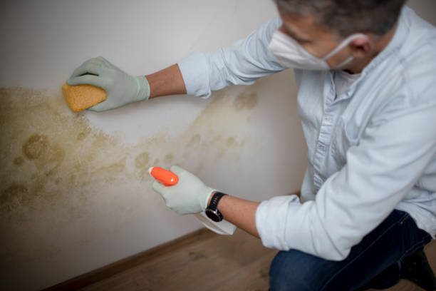 Best Affordable Mold Removal  in East York, PA