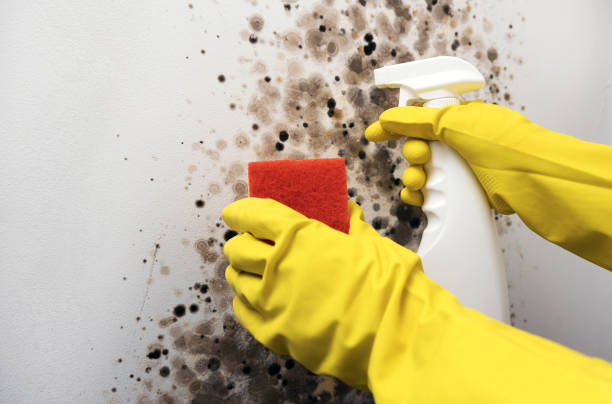 Best Black Mold Removal  in East York, PA