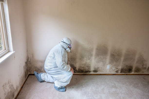 Best Professional Mold Removal  in East York, PA