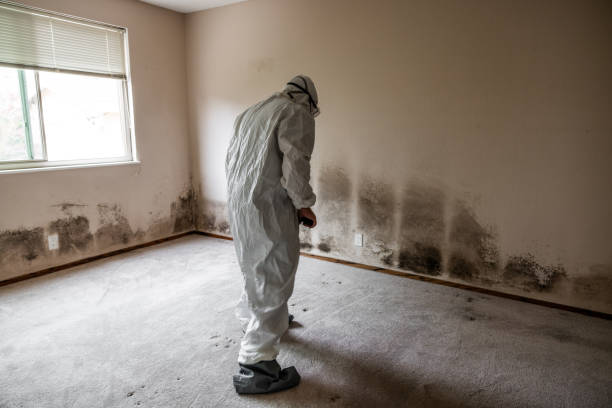 Best Fast Mold Removal  in East York, PA