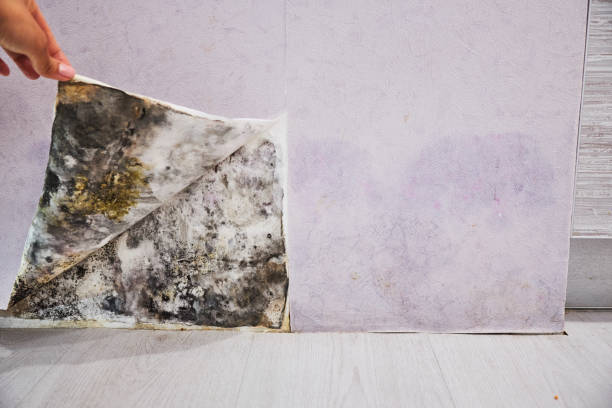 Best Certified Mold Removal  in East York, PA